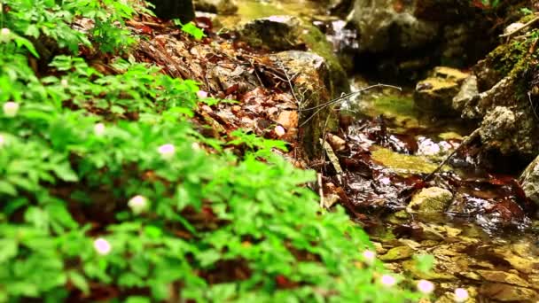 Pequeña corriente de agua — Vídeo de stock