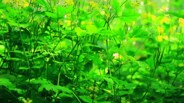 Rumput dengan bunga kuning — Stok Video