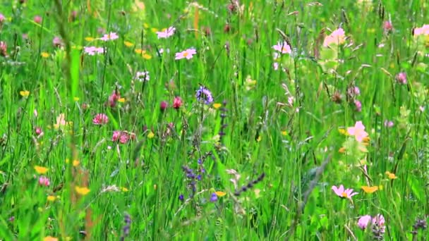 Hierba verde en el campo — Vídeos de Stock