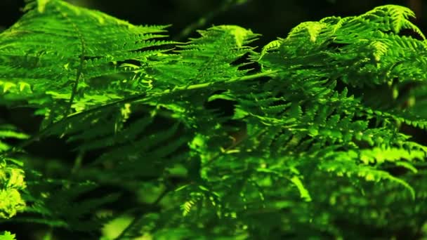 Green fern leaves — Stock Video