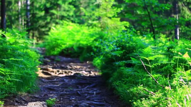 Sentier dans la forêt verte — Video