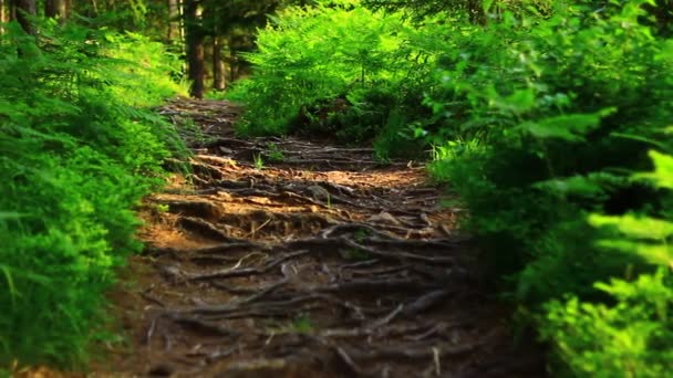 Path in the green forest — Stock Video