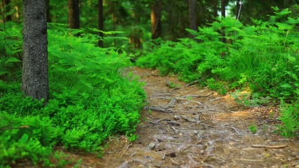 Ścieżka w zielonym lesie — Wideo stockowe