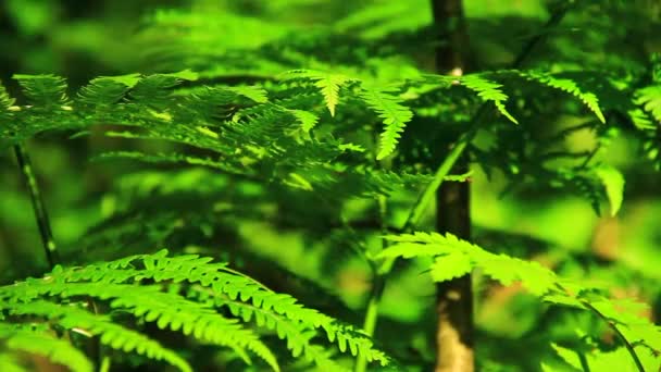 Yeşil eğrelti otu yaprakları — Stok video