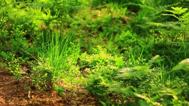 Terreno en bosque verde — Vídeos de Stock