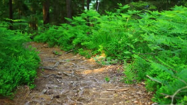 Caminho na floresta verde — Vídeo de Stock