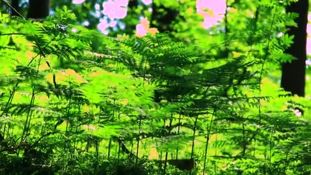 Zelené rostliny v lese — Stock video