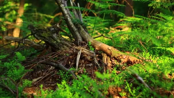 Boden im grünen Wald — Stockvideo