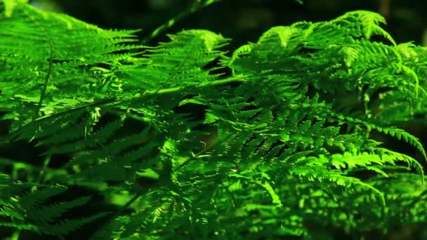 Green fern leaves — Stock Video