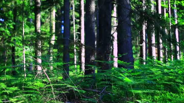 Gröna växter i skogen — Stockvideo