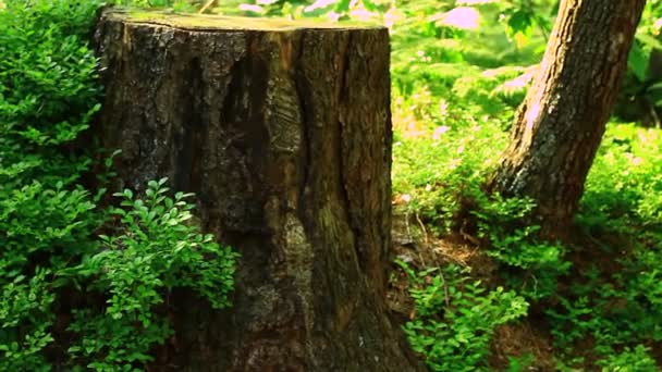 Terrain en forêt verte — Video