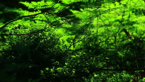Зеленые растения в лесу — стоковое видео