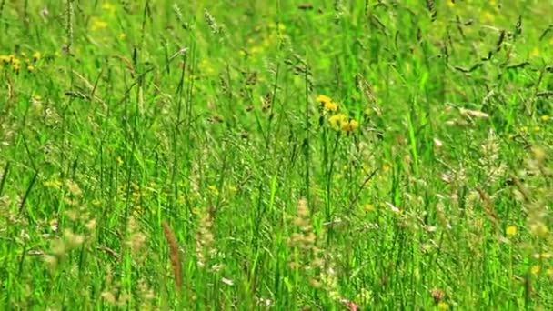 Groen gras op het veld — Stockvideo