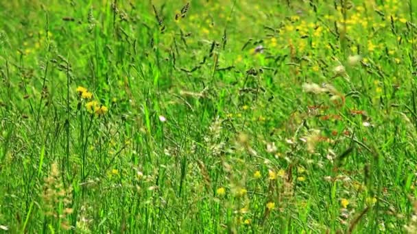 Grünes Gras auf dem Feld — Stockvideo