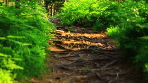 Стежка в зеленому лісі — стокове відео