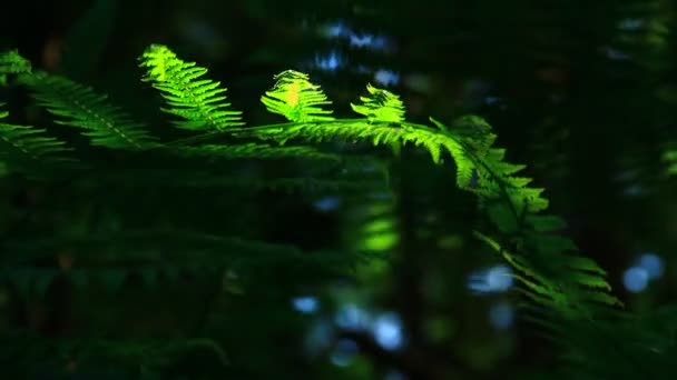 Листочки папоротей зелений — стокове відео