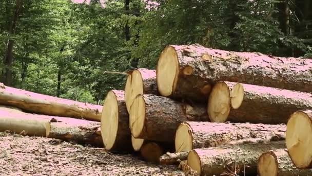 Troncos de árvore deitado em madeira — Vídeo de Stock