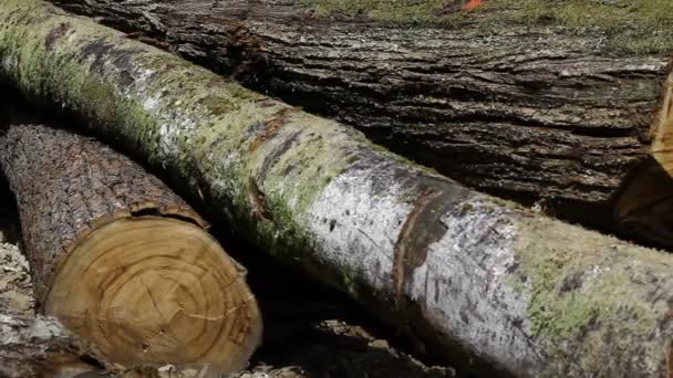 Troncos de árvore deitado em madeira — Vídeo de Stock