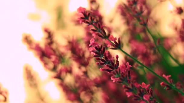 Flores en el pasto de primavera — Vídeo de stock
