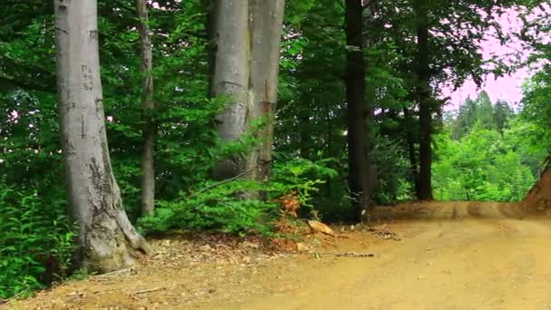 Estrada na floresta verde — Vídeo de Stock