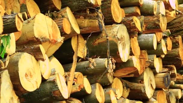 Tree trunks lying in wood — Stock Video