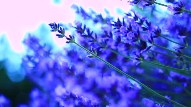 Flores no pasto de primavera — Vídeo de Stock