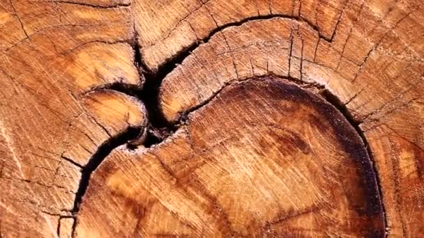 Corte tronco de árbol — Vídeo de stock