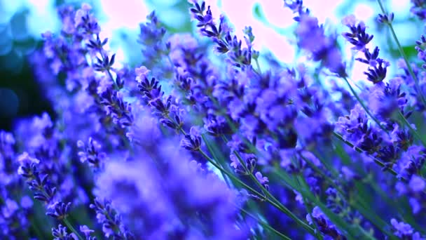 Flowers in the spring pasture — Stock Video