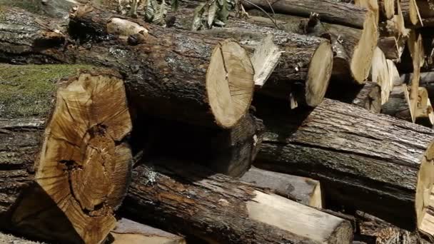 Boomstammen liggen in hout — Stockvideo