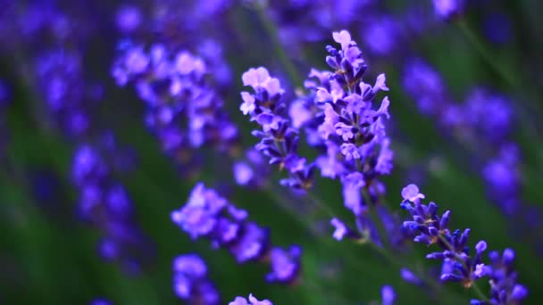 Flowers in the spring pasture — Stock Video