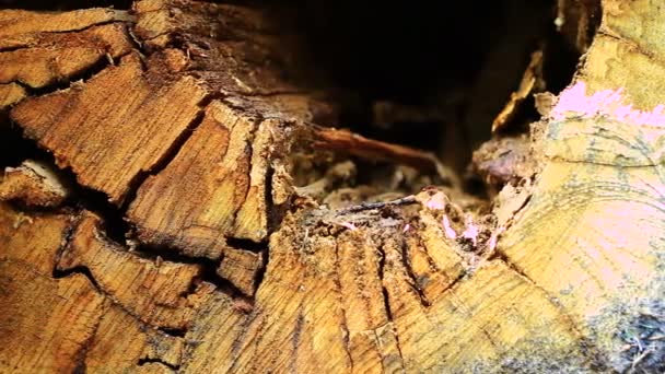 Corte tronco de árbol — Vídeo de stock