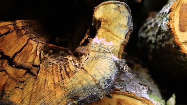 Troncs d'arbres couchés dans le bois — Video