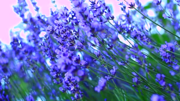 Flowers in the spring pasture — Stock Video