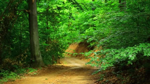 Estrada na floresta verde — Vídeo de Stock