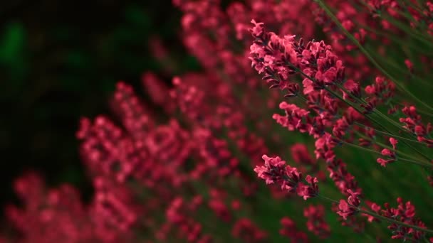 Цветы на весенних лугах — стоковое видео