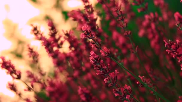 Fleurs dans le pâturage de printemps — Video