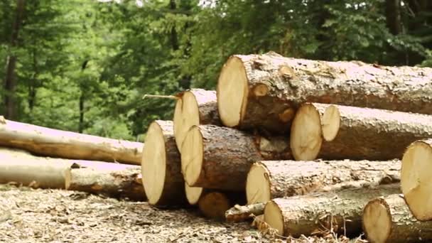Troncos de árboles acostados en madera — Vídeos de Stock
