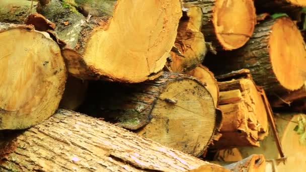 Tree trunks lying in wood — Stock Video