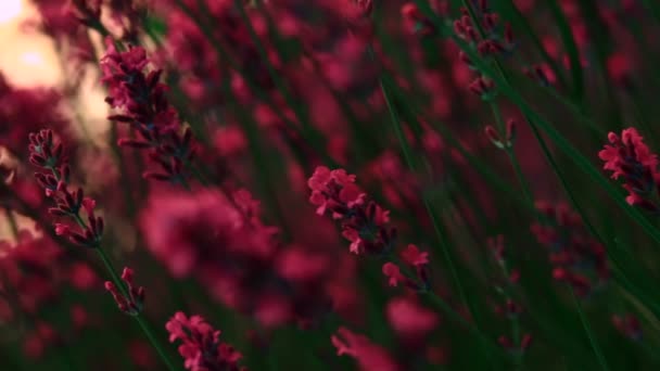 Flores en el pasto de primavera — Vídeo de stock