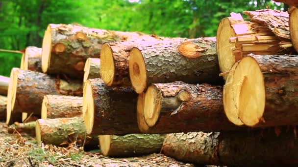 Troncos de árboles acostados en madera — Vídeo de stock