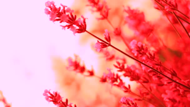 Blumen auf der Frühlingsweide — Stockvideo