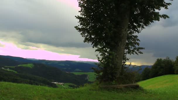 Árbol solitario en la colina — Vídeo de stock