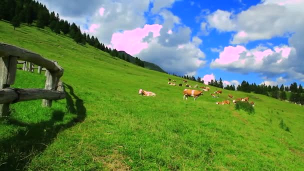 Krowy na pastwisku trawy — Wideo stockowe