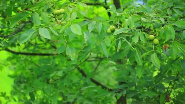 Walnut tree in a late summer — Stock Video