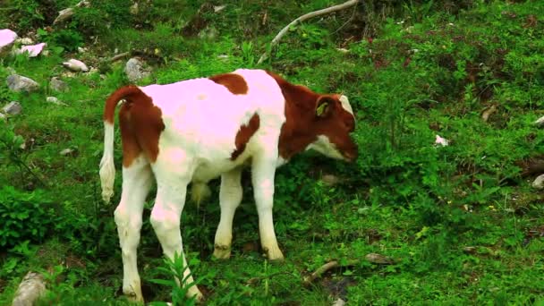 Erva de pastoreio de vitelos — Vídeo de Stock
