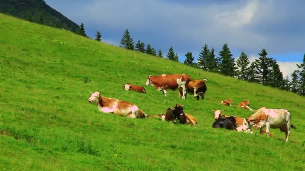 Vacas pastando grama — Vídeo de Stock