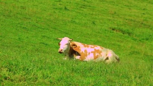 Koe grazende gras — Stockvideo