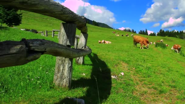 Vacas pastando grama — Vídeo de Stock