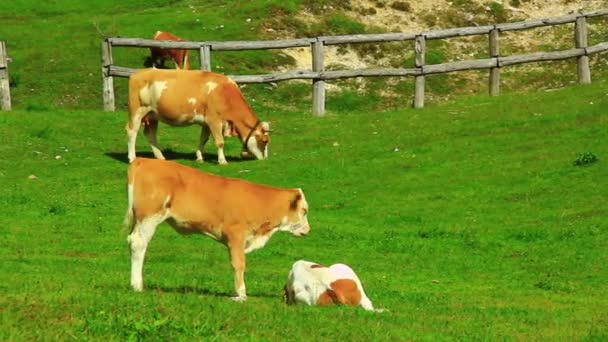 Vacas pastando hierba — Vídeos de Stock