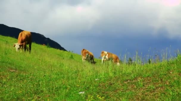 Krowy na pastwisku trawy — Wideo stockowe